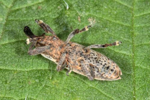 Réf. 235 573 : Lixus ochraceus